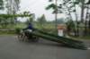 moving_bamboo_by_bike_small.jpg